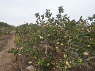 Foto 1 de VENDO TERRENO AGRICOLA 3.2018 HA, MANZANA EN PRODUCCION - NUEVO IMPERIAL CAÑETE