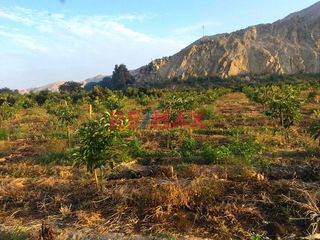 Se Venden 10 Hectareas De Terreno Agricola En Valle Casma