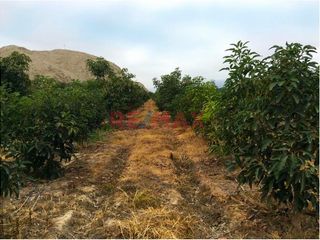 Se Venden 10 Hectareas De Terreno Agricola En Valle Casma