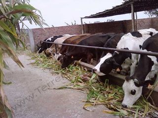 Foto 1 de Terreno en La Libertad Agricola y Pecuario EX Establo Lechero – 10,000 m2