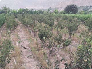 Vendo terreno agrícola 1,300 m² Tit. Propiedad,  Correvientos, Mala, Cañete, Perú