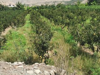 Vendo terreno agrícola 1,300 m² Tit. Propiedad,  Correvientos, Mala, Cañete, Perú