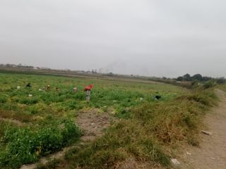 5 Terrenos Agrícolas Fértiles en Chiclayo - Jose Ortiz