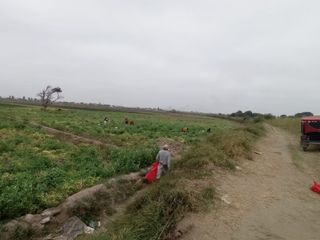 5 Terrenos Agrícolas Fértiles en Chiclayo - Jose Ortiz