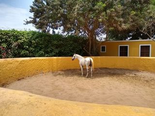 Foto 4 de VENDO CASA DE CAMPO EN Calle Cuatro Bocas - PACHACAMAC