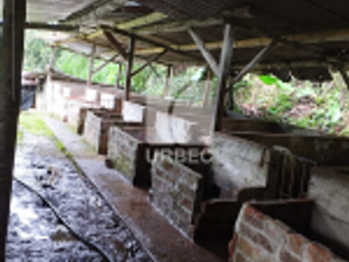 Foto 3 de VENTA- OPORTUNIDAD EN VENTA  GRANJA PORCINA EN CANTON ECHEANDIA EN LA PROVINCIA DE BOLIVAR /23URB009