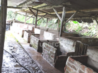 Foto 10 de VENTA- OPORTUNIDAD EN VENTA  GRANJA PORCINA EN CANTON ECHEANDIA EN LA PROVINCIA DE BOLIVAR /23URB009