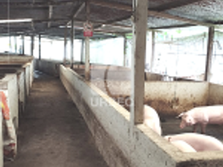 Foto 4 de VENTA- OPORTUNIDAD EN VENTA  GRANJA PORCINA EN CANTON ECHEANDIA EN LA PROVINCIA DE BOLIVAR /23URB009