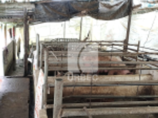 Foto 7 de VENTA- OPORTUNIDAD EN VENTA  GRANJA PORCINA EN CANTON ECHEANDIA EN LA PROVINCIA DE BOLIVAR /23URB009