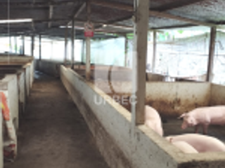 Foto 2 de VENTA- OPORTUNIDAD EN VENTA  GRANJA PORCINA EN CANTON ECHEANDIA EN LA PROVINCIA DE BOLIVAR /23URB009