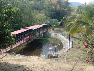 Foto 51 de VENDEMOS HERMOSA FINCA CON ARBOLES FRUTALES Y LAGO.