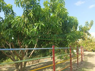 Foto 12 de VENDEMOS HERMOSA FINCA CON ARBOLES FRUTALES Y LAGO.