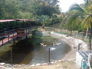 Foto 52 de VENDEMOS HERMOSA FINCA CON ARBOLES FRUTALES Y LAGO.