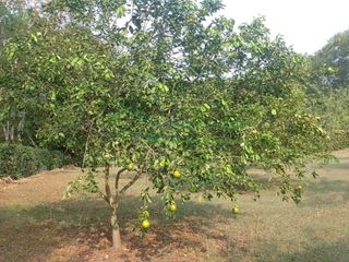 Foto 39 de VENDEMOS HERMOSA FINCA CON ARBOLES FRUTALES Y LAGO.