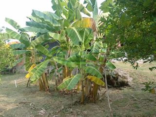 Foto 38 de VENDEMOS HERMOSA FINCA CON ARBOLES FRUTALES Y LAGO.