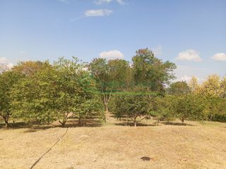 Foto 16 de VENDEMOS HERMOSA FINCA CON ARBOLES FRUTALES Y LAGO.