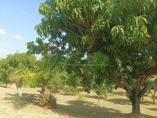 Foto 14 de VENDEMOS HERMOSA FINCA CON ARBOLES FRUTALES Y LAGO.