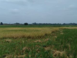 Foto 5 de Terreno de Venta en Palenque Vinces