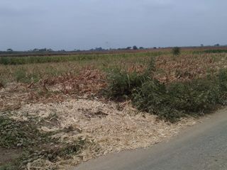 Foto 2 de Terreno de Venta en Palenque Vinces