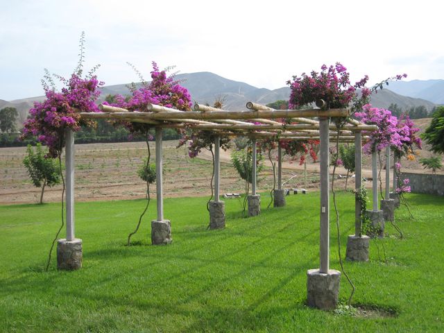 Finca Olivos